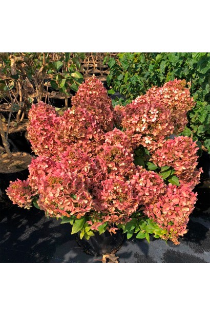 Гортензія волотиста Петіт Чері з рожевими квітами на кущі